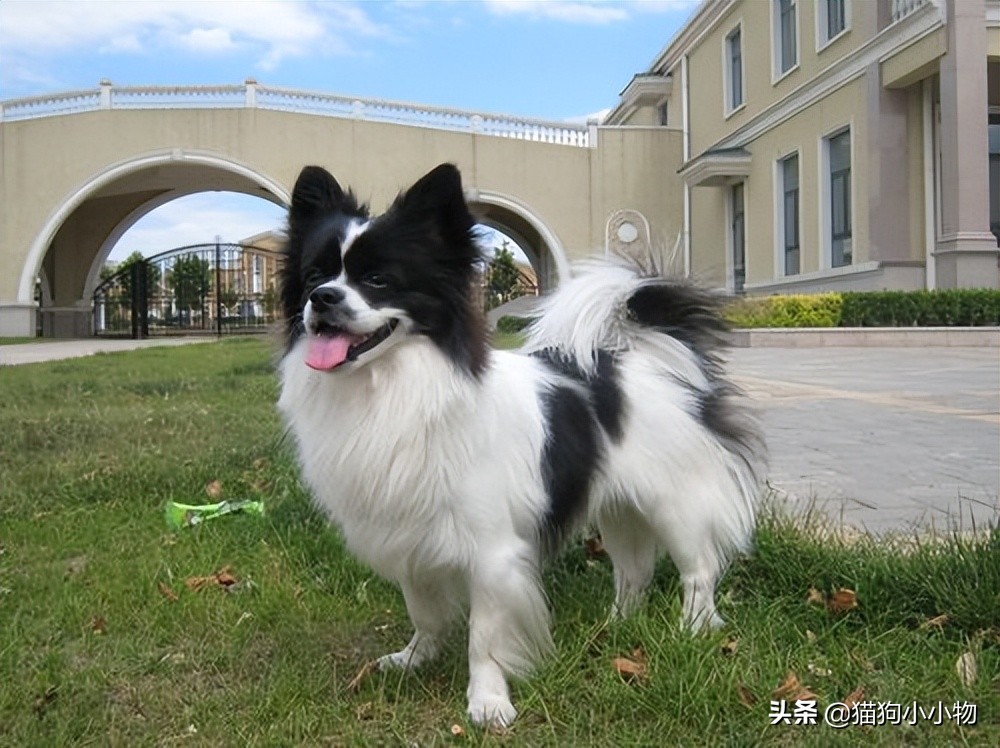 十二星座最适合养猫还是狗,十二星座不适合养的狗狗