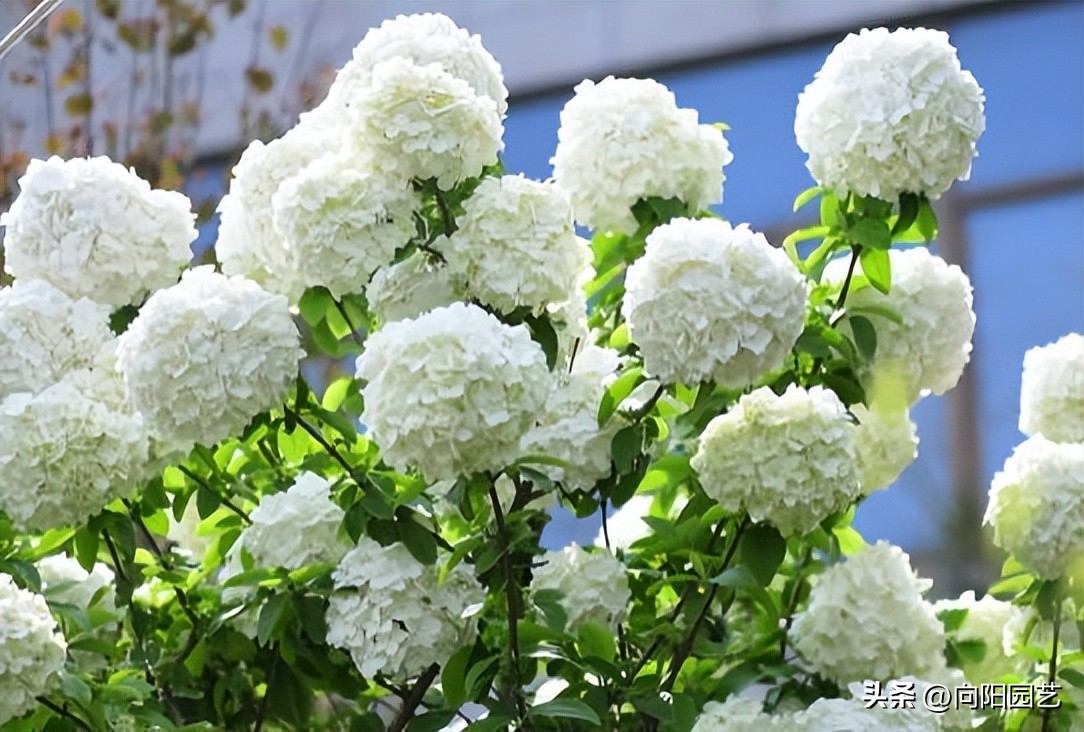 中华木绣球种在庭院有什么忌讳,刚买的中华木绣球怎么才能种活