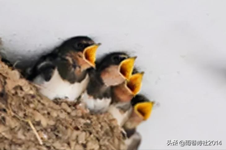 故事芳草迎春,故事芳心纵火犯