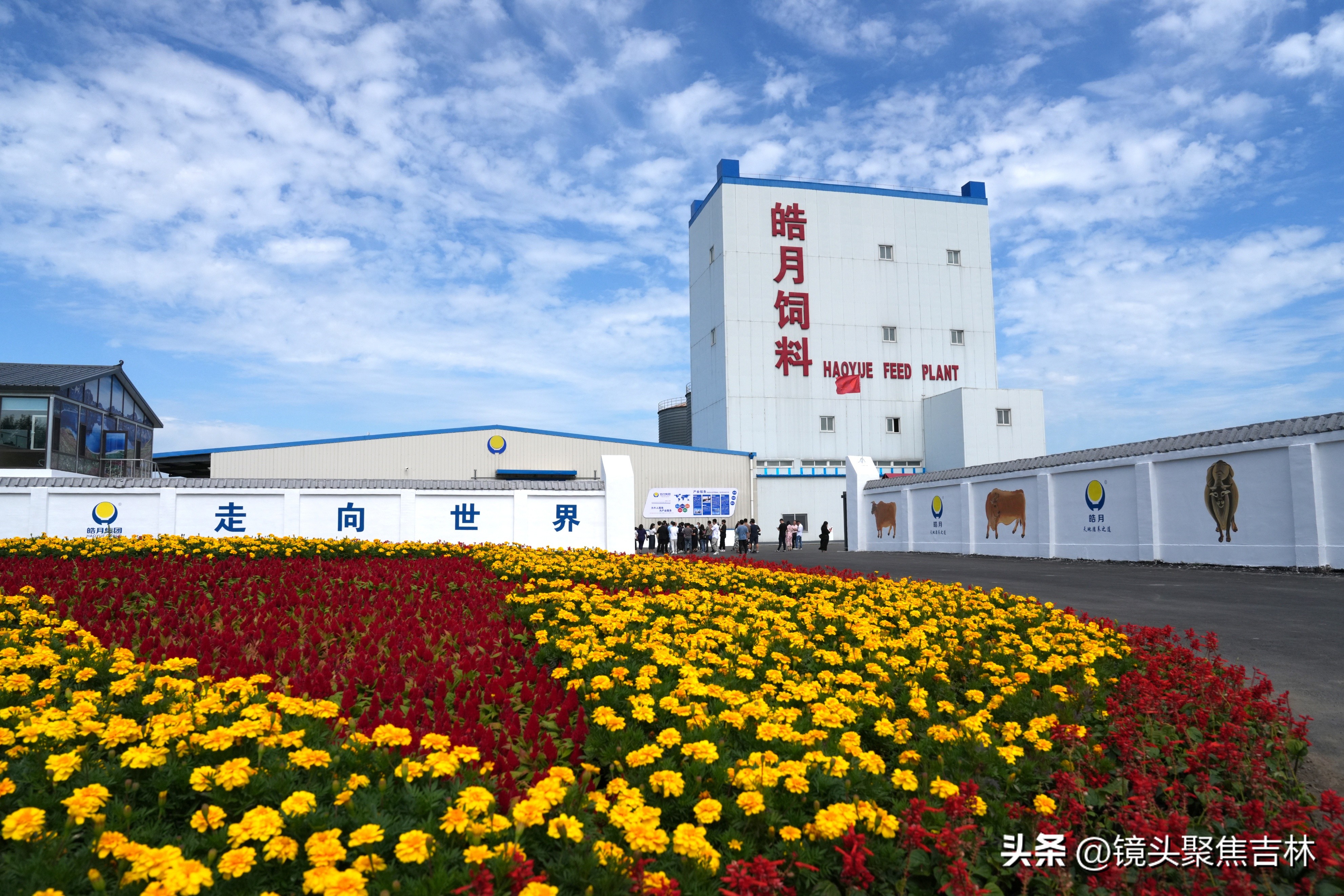 皓月集团宣传片,皓月集团规划