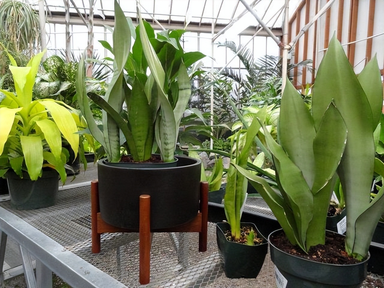 什么花卉吸甲醛最好养,10种能吸甲醛净化空气的盆栽花草