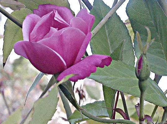 真正的中国古老月季,中国的古老月季