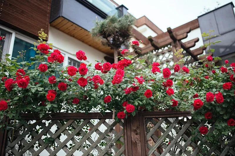 花园适合种的植物,在花园种植哪些植物比较适合