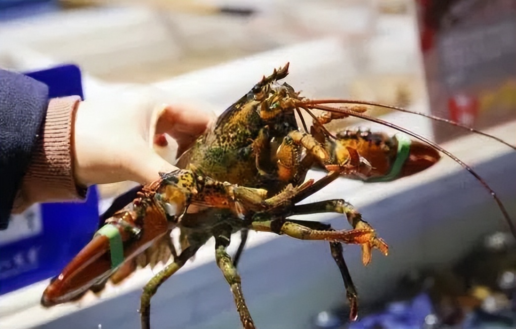 嗨购,还能1元吃波龙,五一就来这里“浪”!