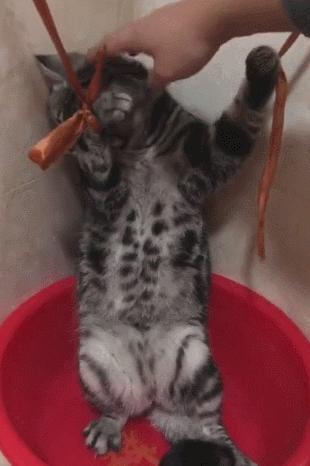 猫咪的克星是什么样子,猫咪最害怕的五件东西