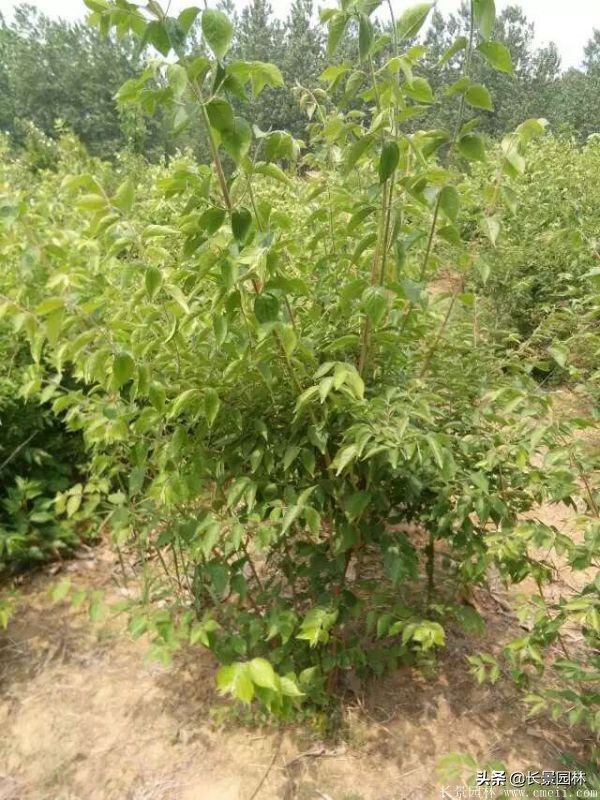 上海优质金银木价格,金银木价格一览表