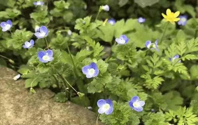 婆婆纳和水毛茛,婆婆纳相关诗句草色遥看近却无