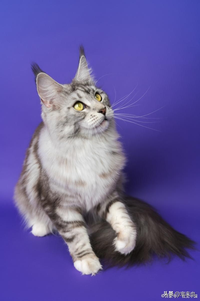 缅因猫在哪买最合适,6个月缅因猫转让