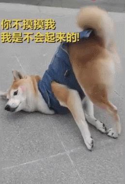 狗狗翘二郎腿什么意思,狗狗对你歪头是什么意思