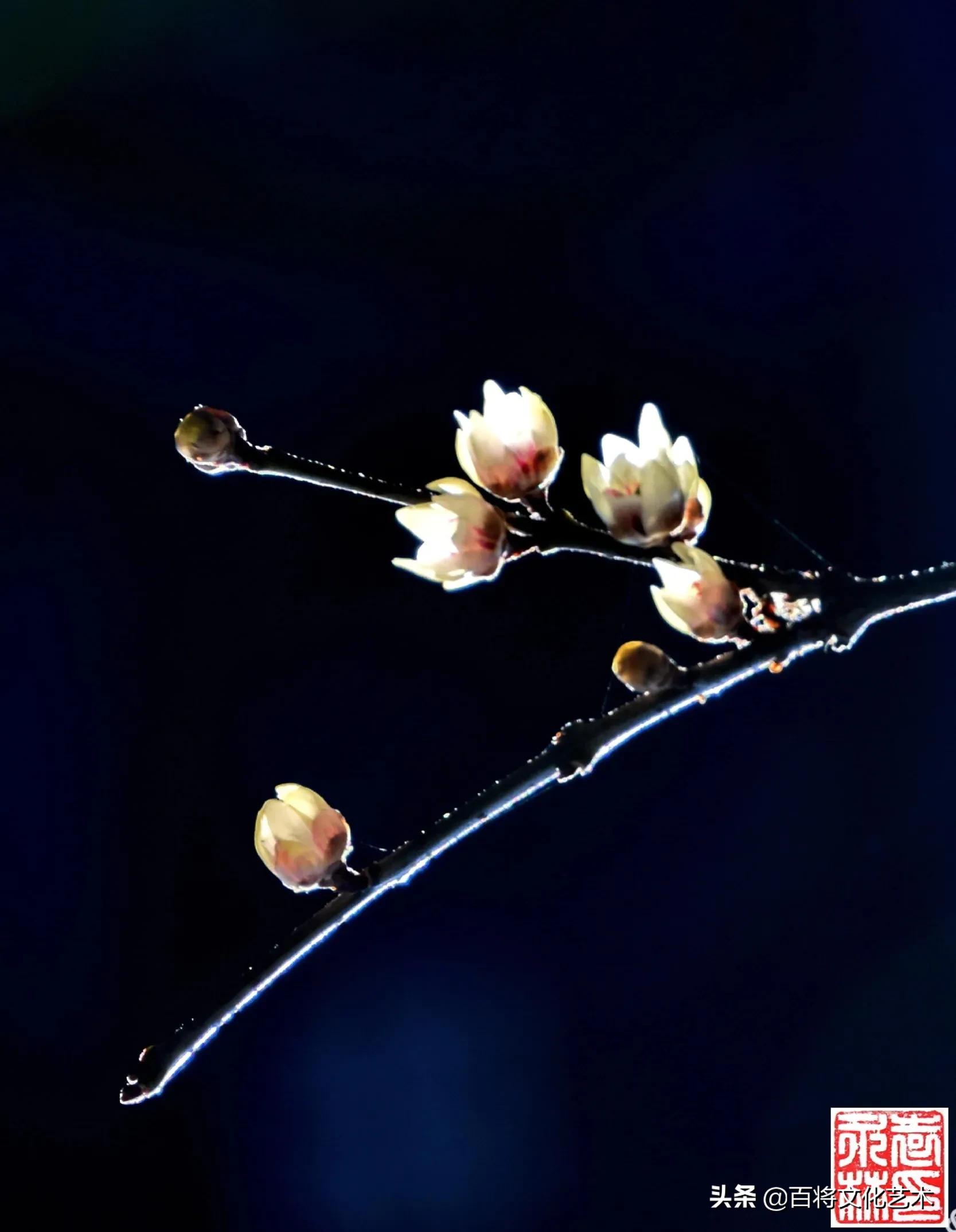 「百将文化」枝横碧玉天然瘦，恋破黄金分外香