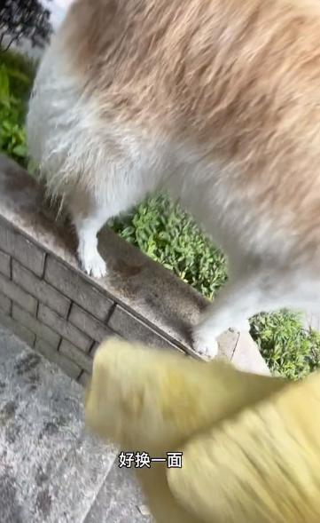 驴得水小朋友是智障猫吗,全网公认的智障猫怕水