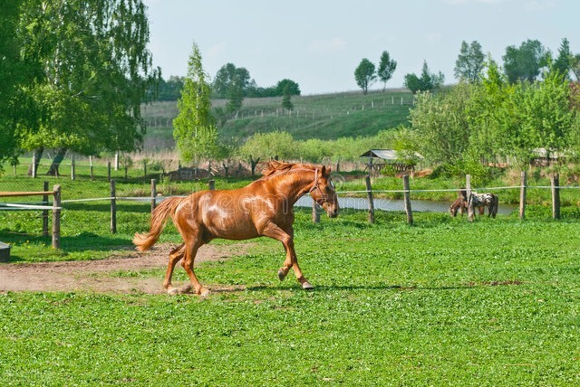 遥远的骑兵——我经历的骑兵训练