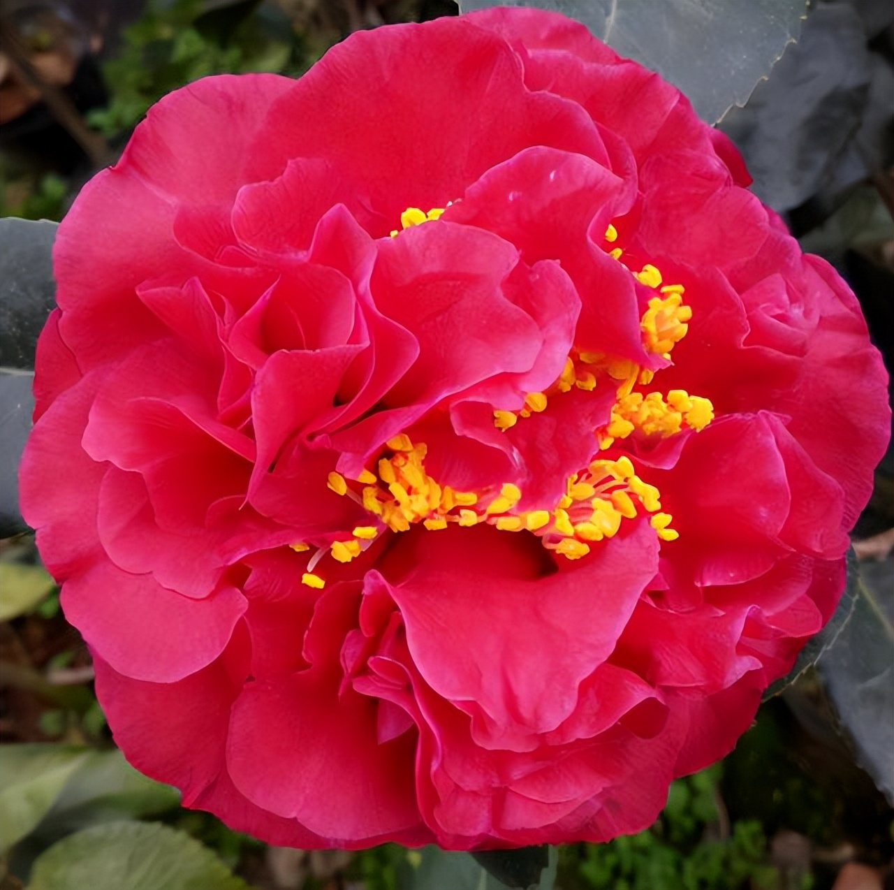 此花艳丽富贵,此花香气扑鼻比绿萝好养