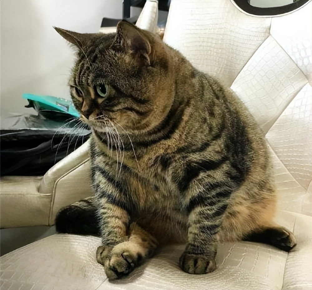 猫界最受欢迎的猫是什么猫,各种品种的猫哪种猫最好