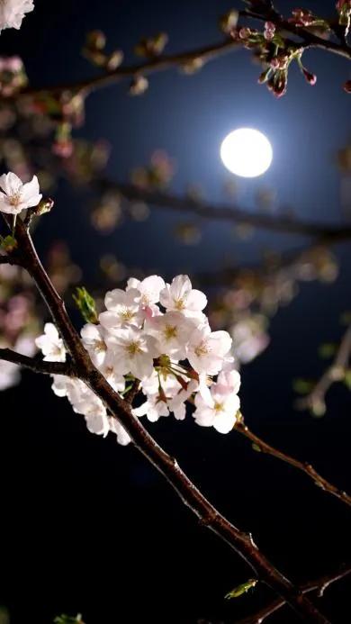 水边桃花月亮唯美图片,月亮竹影唯美图片