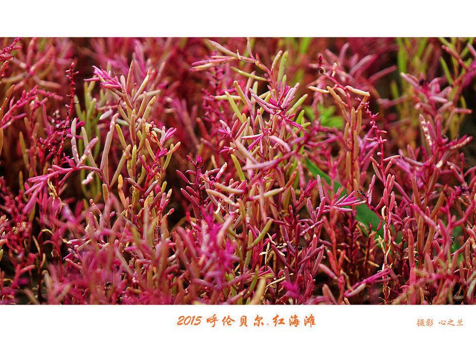 辽宁盘锦红海滩免费旅游攻略,内蒙古足迹旅行