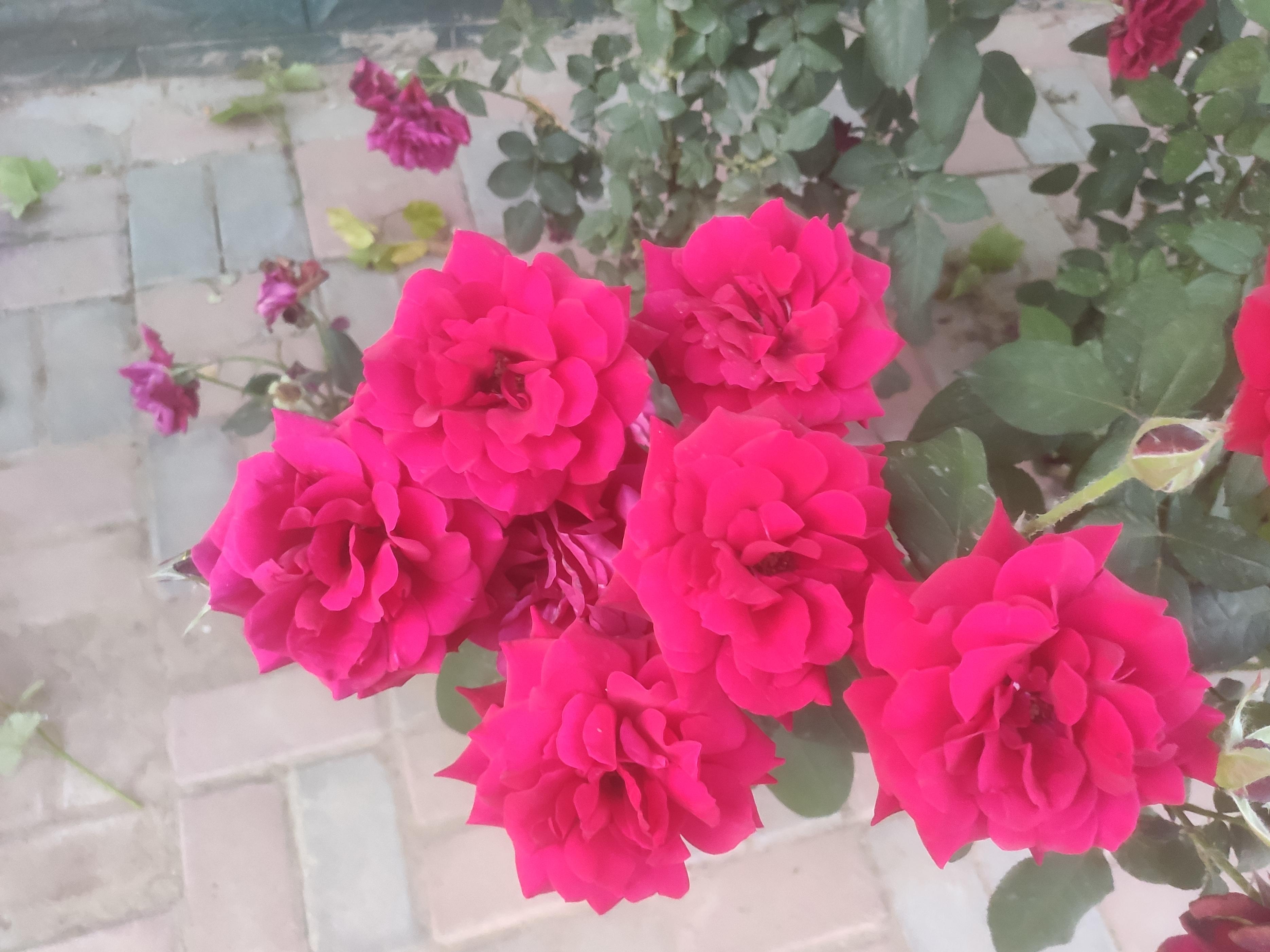 家里好不好就看门前草,老话说家里院子前不插柳后不栽桑