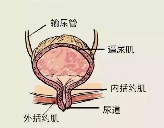 手术病人苏醒后尿不出来，这和麻醉有什么关系？