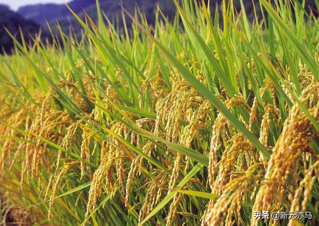 海外刮来了东三省发展的春风