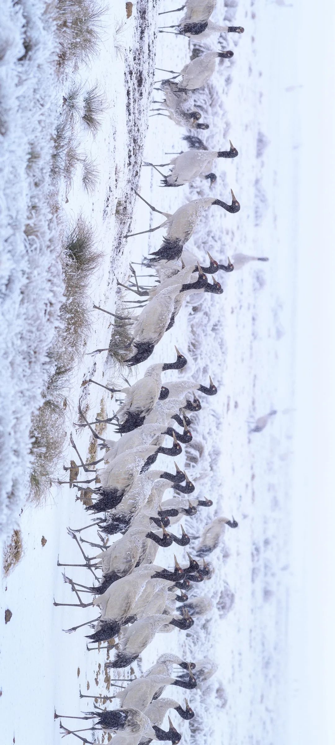 绿色狂想曲,绿色狂想曲三年级