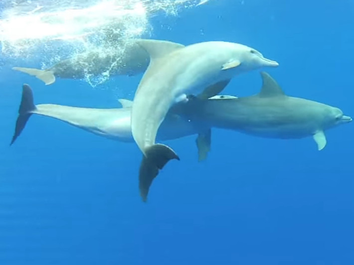 海豚的生殖方式,雄海豚和雌海豚是如何繁衍的