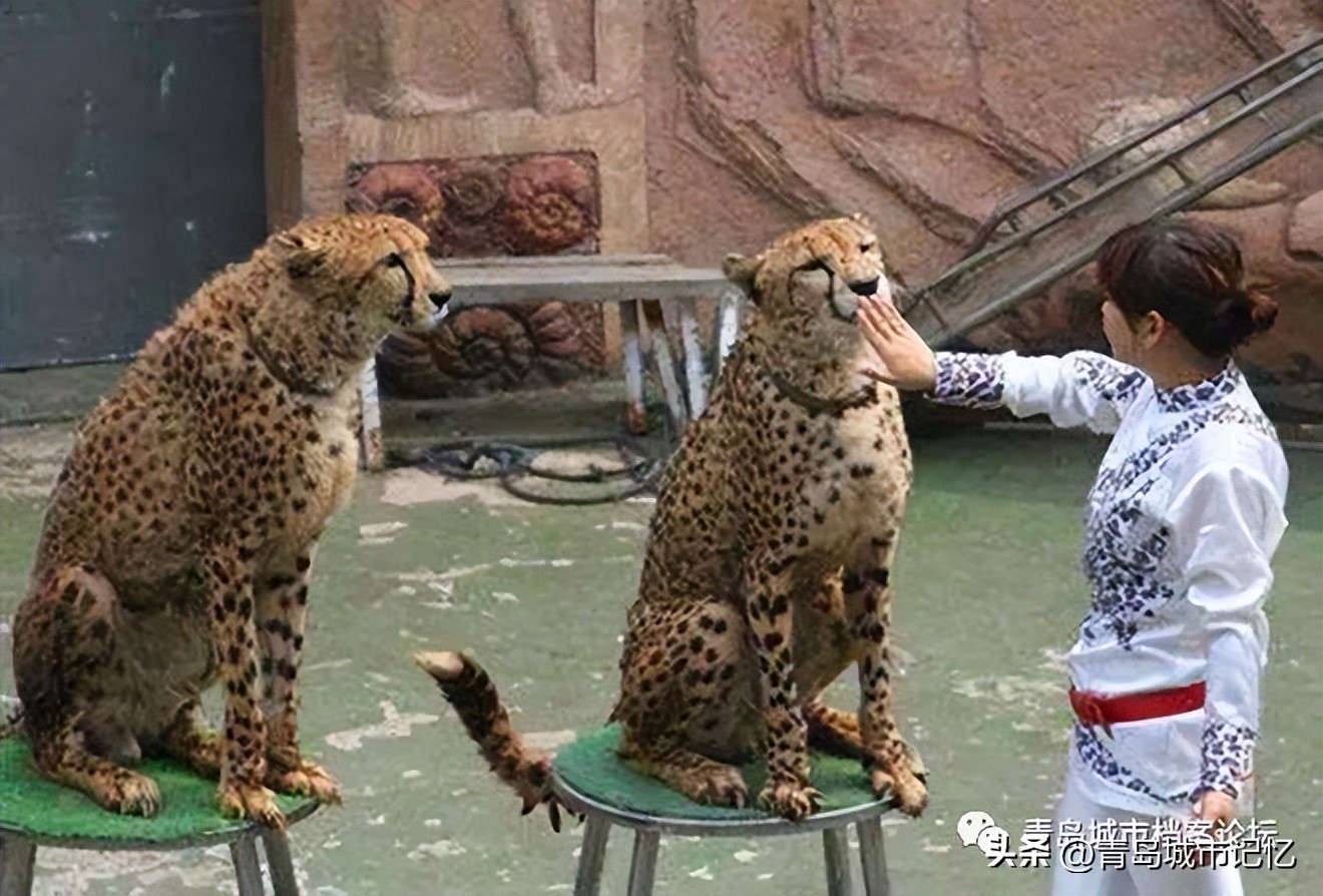 消失的青岛雨林谷,还记得可爱的小老虎吗?