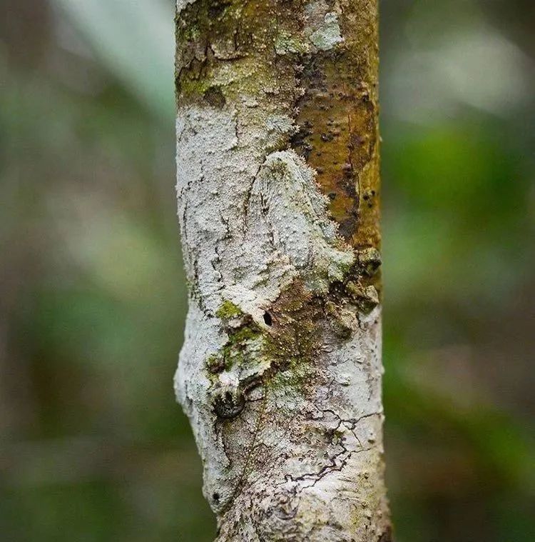 10张绝美站立姿图,20张让人涨知识的图片