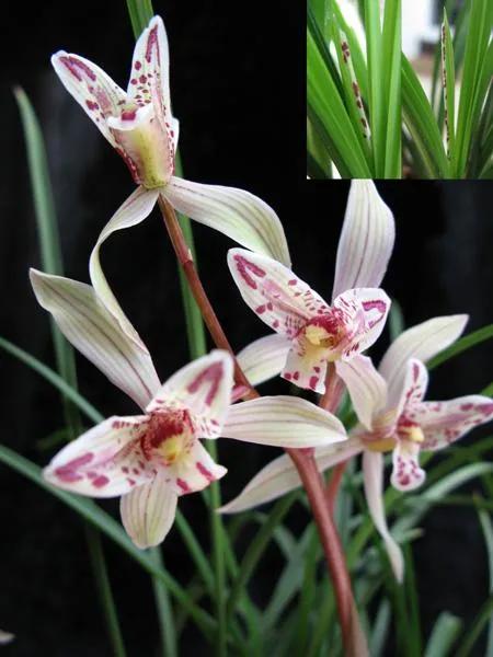 兰花品种大全四川,兰花品种鉴别方法