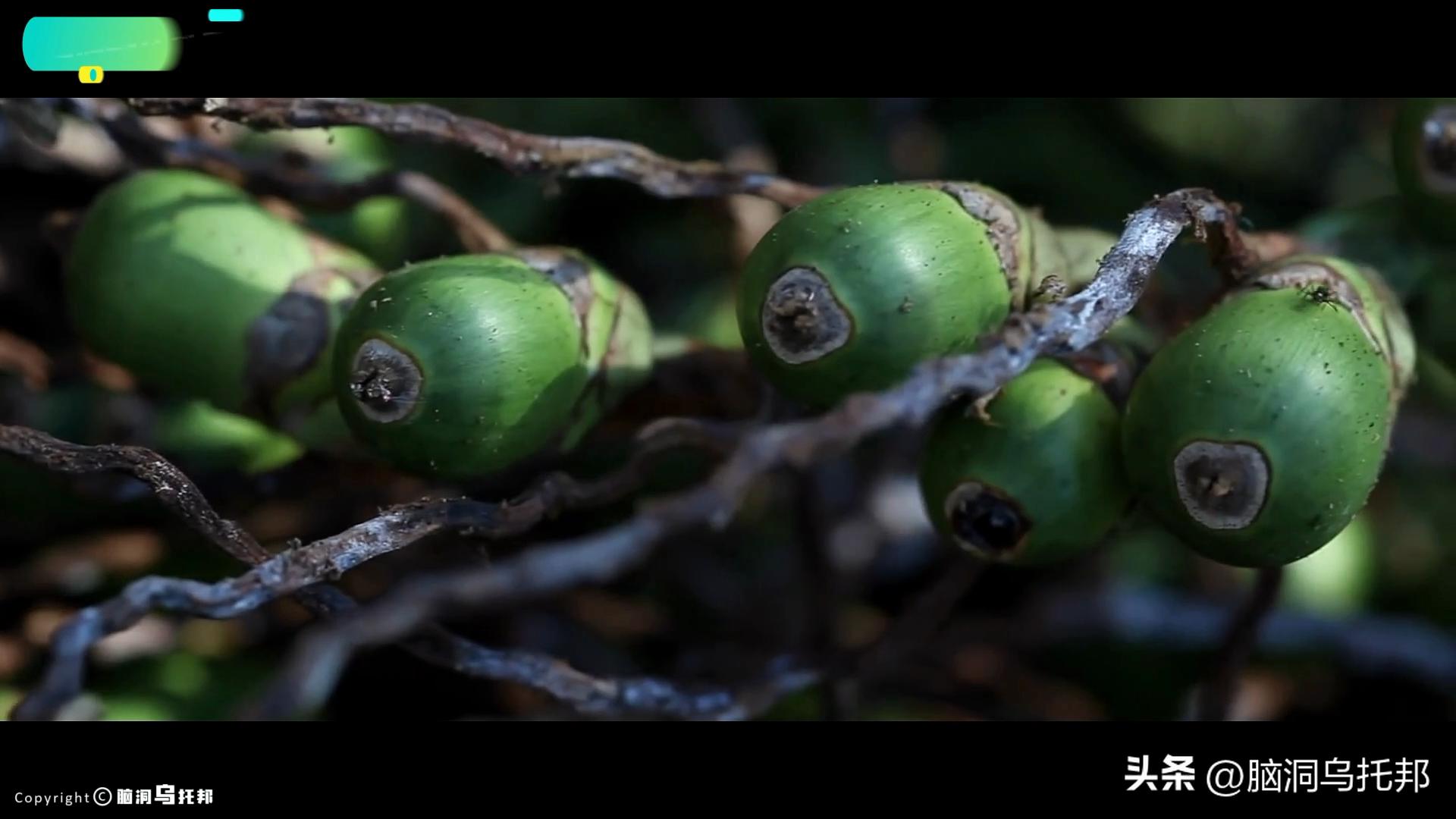 一级致癌物被包装成网红零食,一级致癌物槟榔长期热销