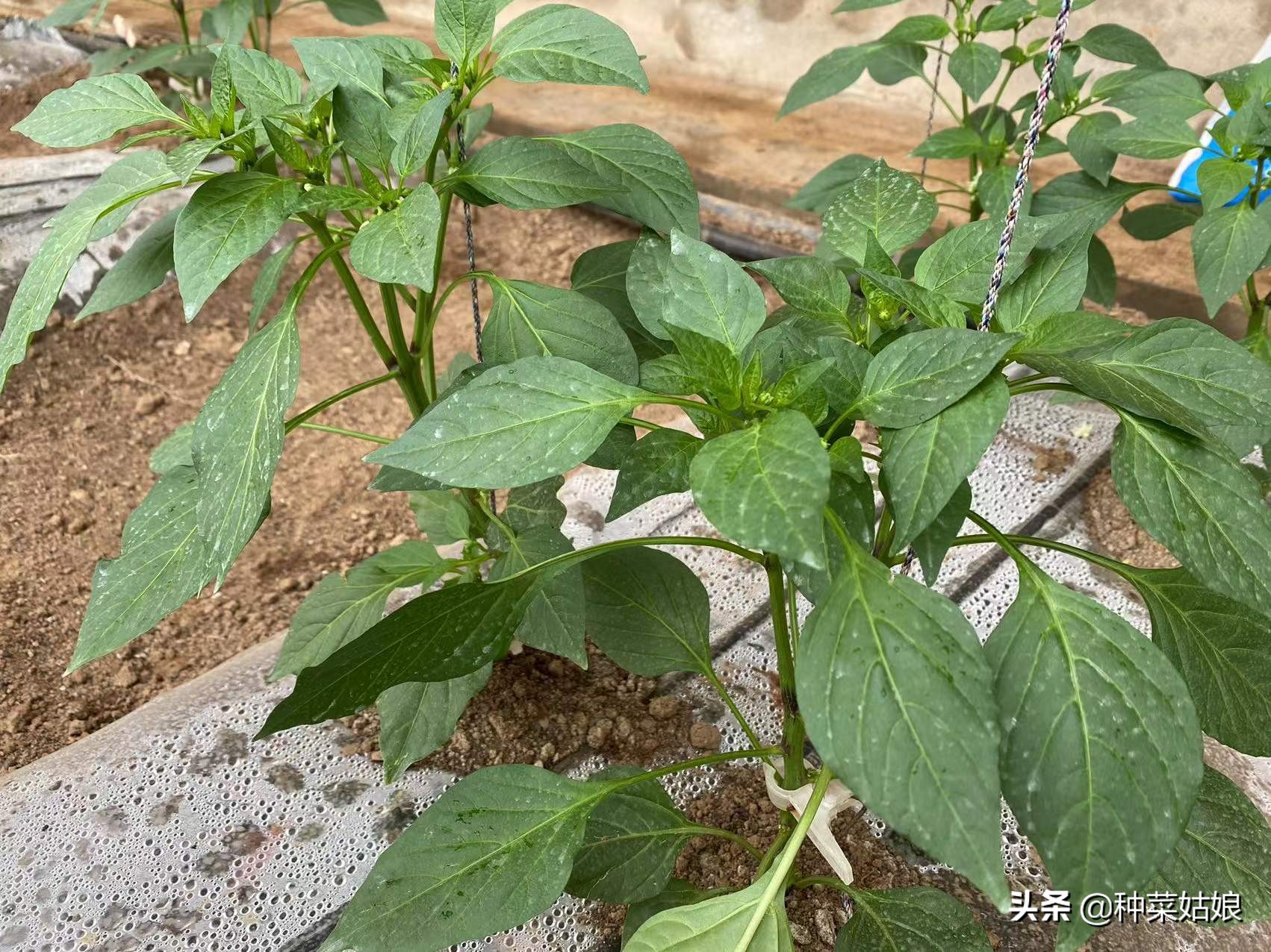 怎样防治辣椒落花落蒂,辣椒落花落果怎么治疗
