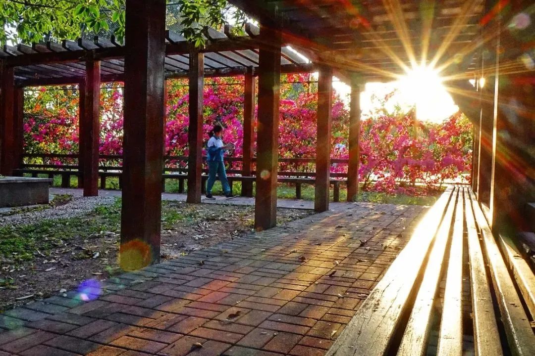 粤港澳湾区四所世界百强大学,广外国际学校值得读吗