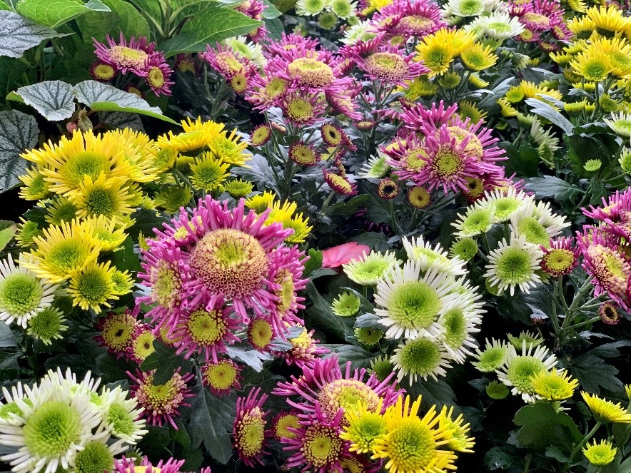 东湖公园赏菊花,深圳市东湖公园一年一季的菊花展