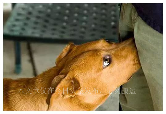 狗为啥喜欢闻狗屁股,为什么狗喜欢闻狗屁股