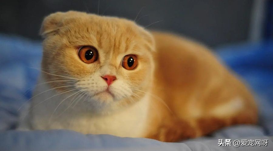 猫咪品种大全及图片,猫咪品种大全视频