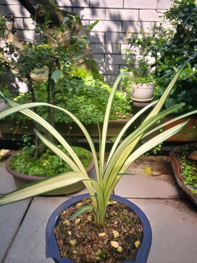 他多年前偶然收购一棵龙根小艺草,2017年,他靠此花获利500多万