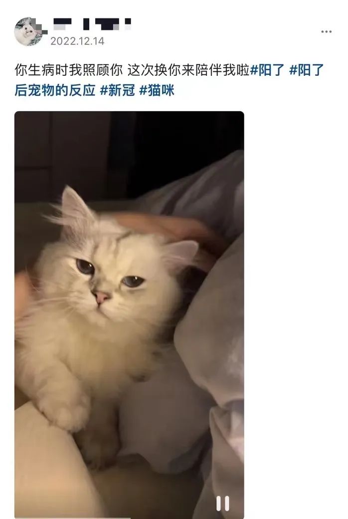 主人阳了，猫咪叼了包华子给他治嗓子，网友：真上道！