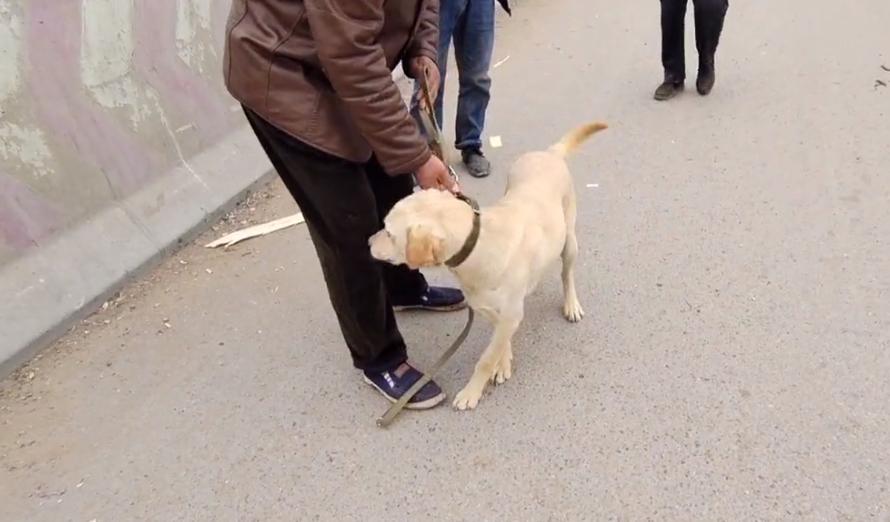 拉布拉多被卖被爱狗人士救下,拉布拉多狗被大爷卖了