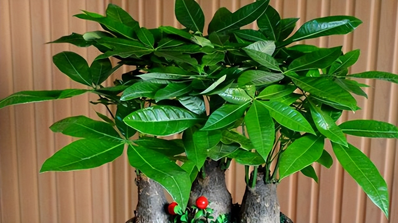 适合室内养的耐阴花和植物,就养这10种耐阴花比绿萝都好养