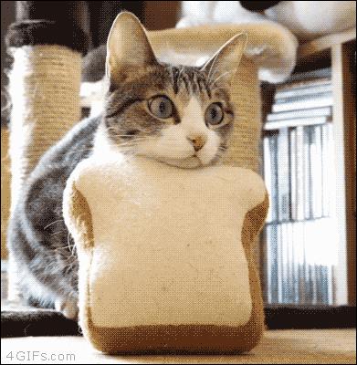 有这几个特征的猫咪不能养,被养得好的猫咪会有哪些特征