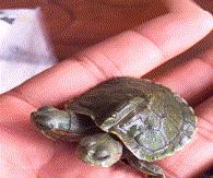 女婿和丈母娘搞笑对决,丈母娘对女婿发火搞笑视频