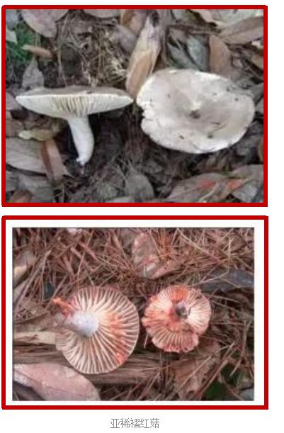 爱的魔力转圈圈蘑菇头,爱的魔力转圈圈彩虹伞