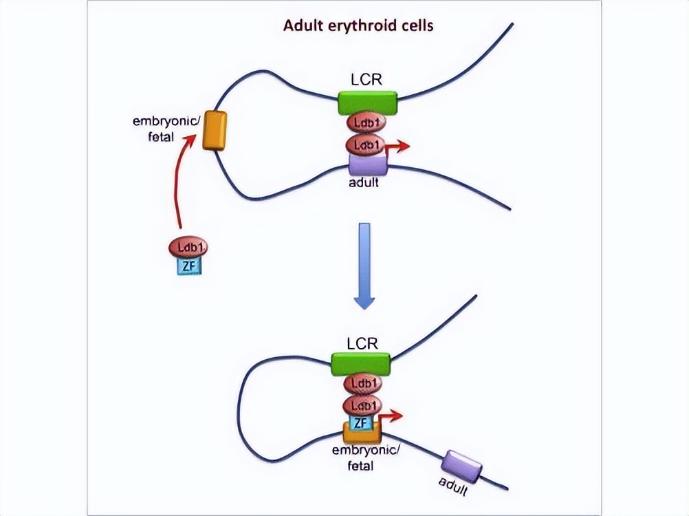 ZIP转运蛋白内部锌摄取的组氨酸突变体细胞活性自我调控机制