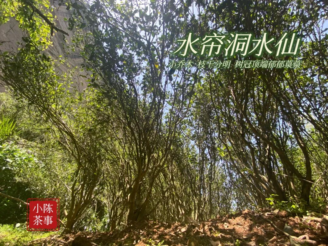 岩茶水仙什么味道最好,老枞水仙属于红茶吗