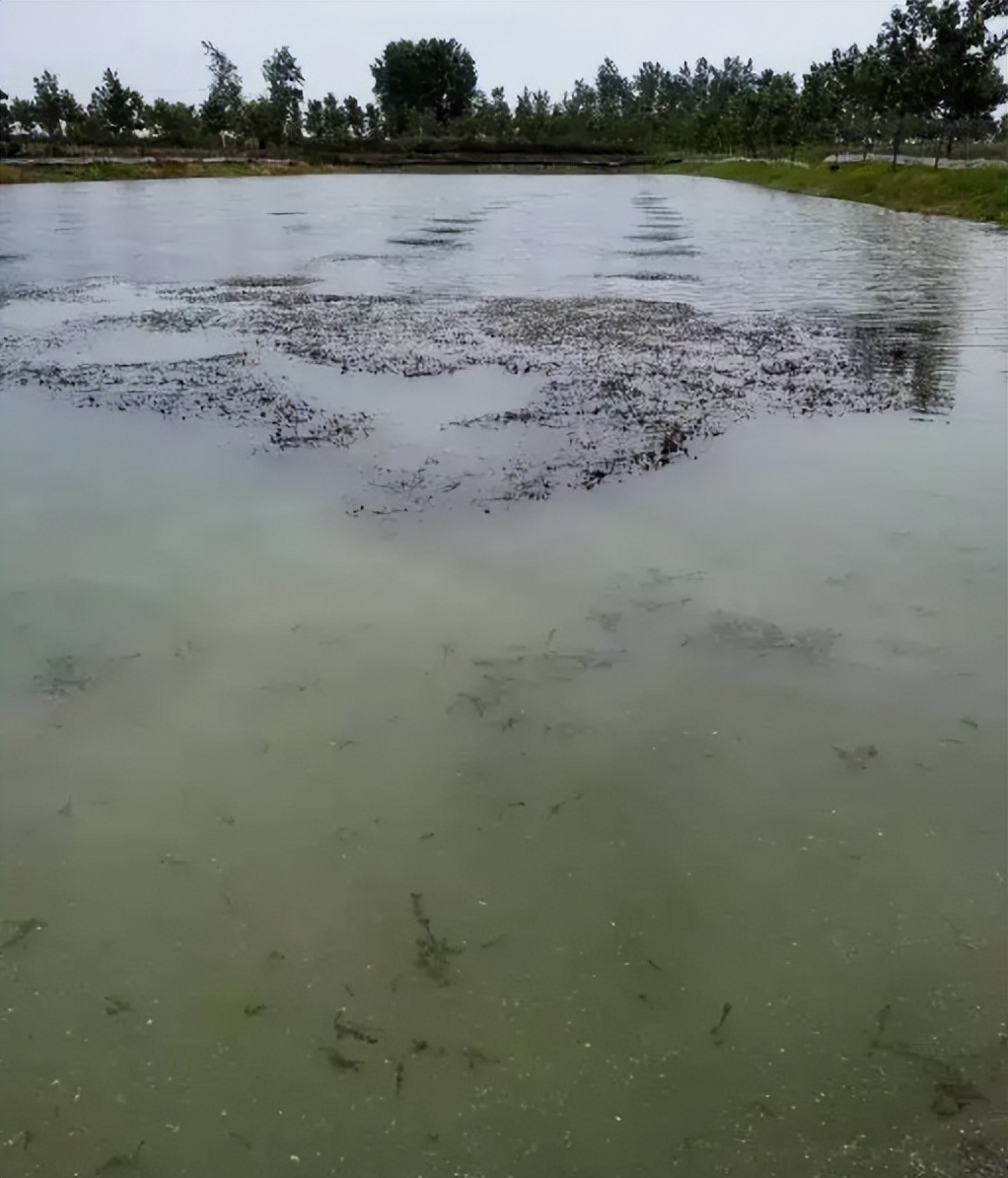 中国养殖河豚鱼,中国河豚鱼市场