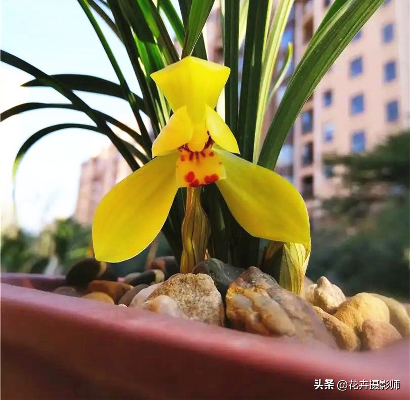 此兰拥有“*力暴**黄金”美学，寓意家财万贯，火了30余年，依旧经典