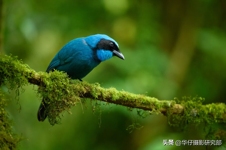 尼康z9视频高品质和普通品质区别,尼康z9再传新消息8月或开启实测