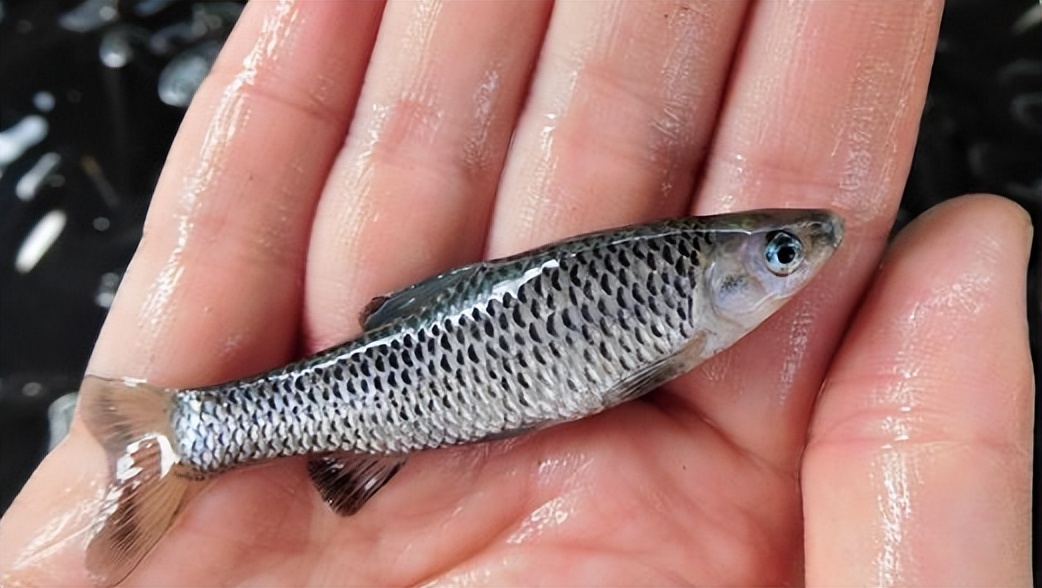 专治小杂鱼闹窝的绝招,小杂鱼闹窝的克星