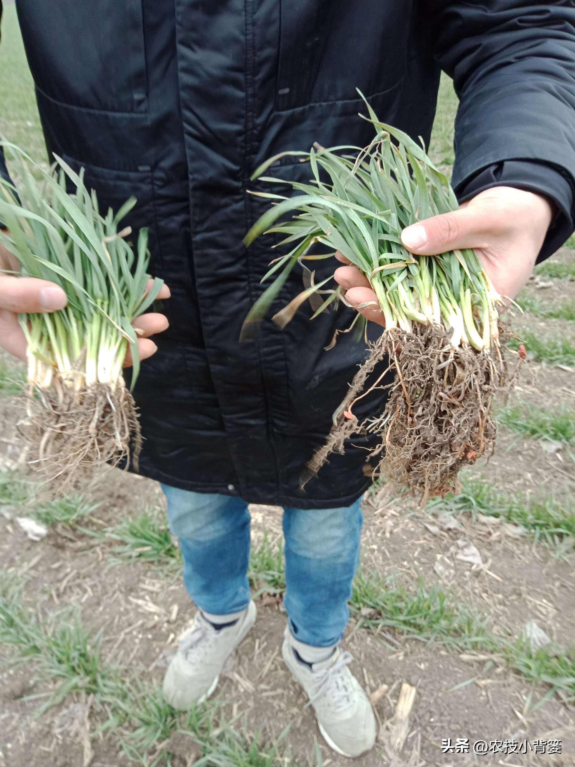 磷肥过量施用会怎样,磷元素缺乏有什么危害