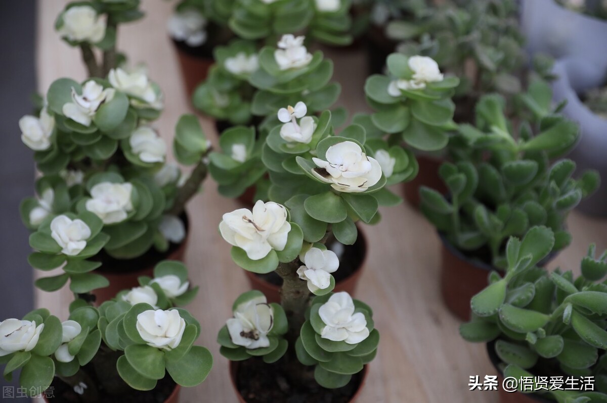 适合室内养耐阴的小型观赏花,好养的喜阴花有哪些室内