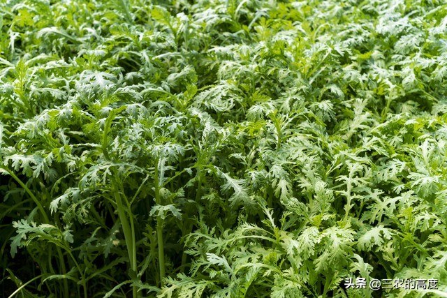 春季蔬菜种植技术讲解,春季种植蔬菜条件和方法